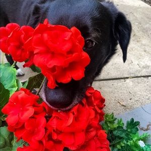 Meet your Posher, Chase